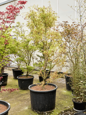 Acer Pal. Koto-No-Ito D 80 H 270 cm - PlantenShop24 - 21-05-2025