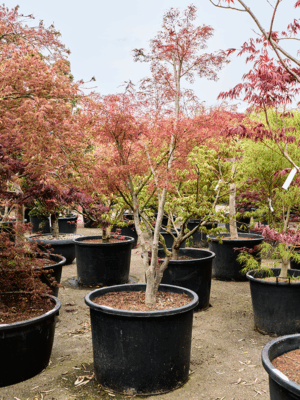 Acer Pal. Koto-No-Ito D 80 H 270 cm - PlantenShop24 - 21-05-2025