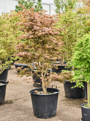 Acer Pal. Masu-Kagami D 60 H 200 cm - PlantenShop24 - 21-05-2025