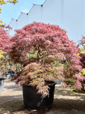 Acer Pal. Diss. Ornatum D 102 H 220 cm - PlantenShop24 - 21-05-2025