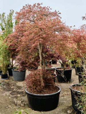 Acer Pal. Diss Ornatum D 96 H 270 cm - PlantenShop24 - 21-05-2025
