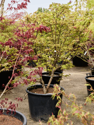 Acer Pal. Osakazuki D 70 H 210 cm - PlantenShop24 - 21-05-2025