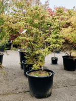 Acer Pal. Osakazuki D 65 H 220 cm - PlantenShop24 - 21-05-2025