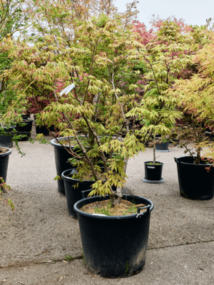 Acer Pal. Osakazuki D 65 H 220 cm - PlantenShop24 - 21-05-2025