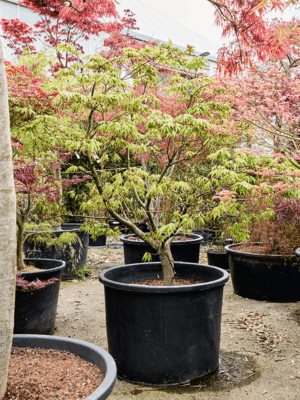 Acer Pal. Osakazuki D 80 H 230 cm - PlantenShop24 - 21-05-2025