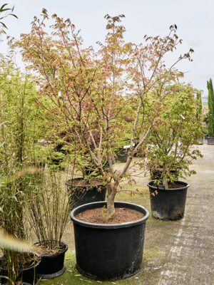 Acer Pal. Osakazuki D 80 H 270 cm - PlantenShop24 - 21-05-2025