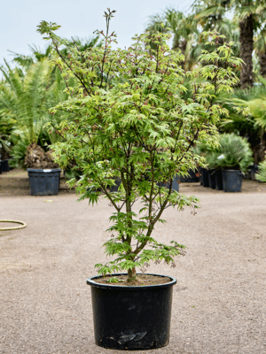 Acer Pal. Osakazuki D 43 H 160 cm - PlantenShop24 - 21-05-2025