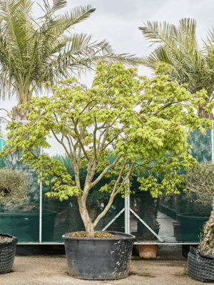 Acer Pal. Osakazuki D 129 H 380 cm - PlantenShop24 - 21-05-2025