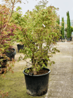 Acer Pal. Osakazuki D 65 H 200 cm - PlantenShop24 - 21-05-2025