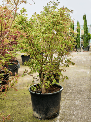 Acer Pal. Osakazuki D 65 H 200 cm - PlantenShop24 - 21-05-2025