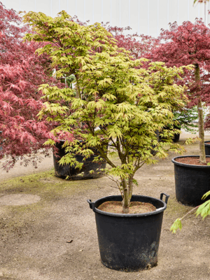 Acer Pal. Osakazuki D 64 H 210 cm - PlantenShop24 - 21-05-2025