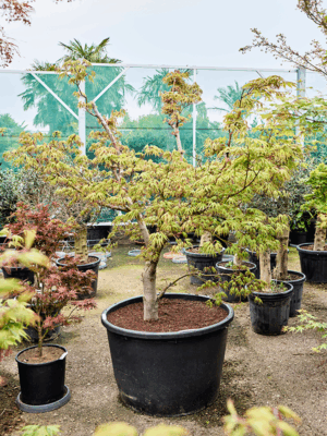 Acer Pal. Osakazuki D 88 H 220 cm - PlantenShop24 - 30-04-2025