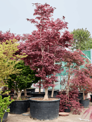 Acer Pal. Bloodgood D 120 H 450 cm - PlantenShop24 - 21-05-2025