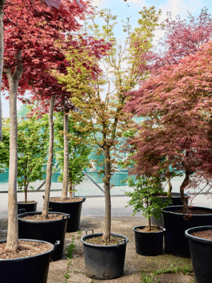 Acer Pal. Green D 60 H 300 cm - PlantenShop24 - 21-05-2025