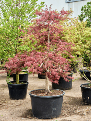 Acer Pal. Garnet D 78 H 240 cm - PlantenShop24 - 21-05-2025