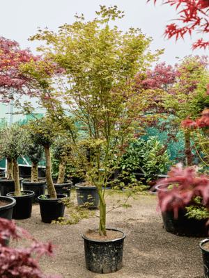 Acer Pal. Green D 43 H 200 cm - PlantenShop24 - 21-05-2025