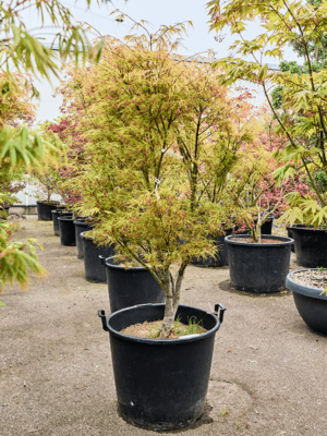 Acer Pal. Linearilobum D 64 H 230 cm - PlantenShop24 - 21-05-2025