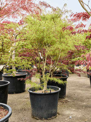 Acer Pal. Linearilobum D 63 H 210 cm - PlantenShop24 - 21-05-2025