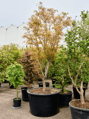Acer Pal. Linearilobum D 110 H 350 cm - PlantenShop24 - 21-05-2025