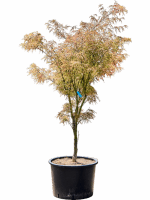 Acer Pal. Linearilobum D 43 H 175 cm - PlantenShop24 - 21-05-2025