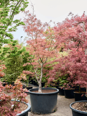 Acer Pal. Linearilobum D 87 H 310 cm - PlantenShop24 - 21-05-2025