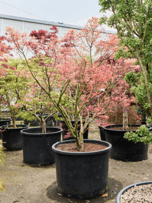 Acer Pal. Polymorphum D 80 H 230 cm - PlantenShop24 - 21-05-2025