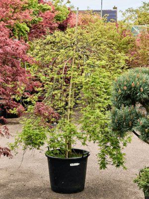 Acer Pal. Ryusen D 55 H 200 cm - PlantenShop24 - 21-05-2025