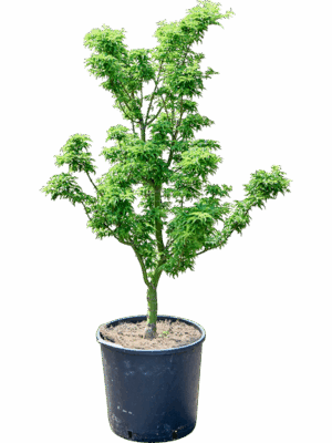 Acer Pal. Shishigashira D 32 H 110 cm - PlantenShop24 - 21-05-2025