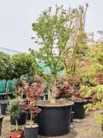Acer Pal. Shishigashira D 112 H 300 cm - PlantenShop24 - 21-05-2025