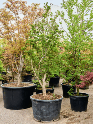 Acer Pal. Shishigashira D 85 H 300 cm - PlantenShop24 - 21-05-2025