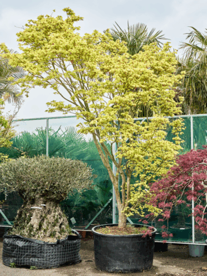 Acer Pal. Reticulatum D 120 H 450 cm - PlantenShop24 - 21-05-2025