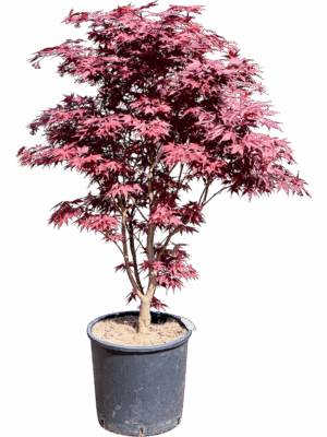 Acer Pal. Red Flash D 32 H 135 cm - PlantenShop24 - 21-05-2025