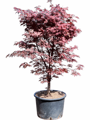 Acer Pal. Red Flash D 43 H 175 cm - PlantenShop24 - 21-05-2025