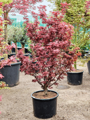 Acer Pal. Skeeters Broom D 43 H 180 cm - PlantenShop24 - 21-05-2025