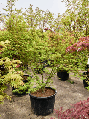 Acer Pal. Seiryu D 70 H 270 cm - PlantenShop24 - 21-05-2025
