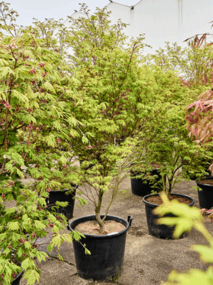 Acer Pal. Seiryu D 63 H 275 cm - PlantenShop24 - 21-05-2025