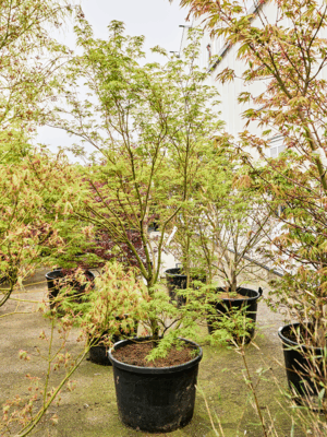 Acer Pal. Seiryu D 68 H 260 cm - PlantenShop24 - 21-05-2025