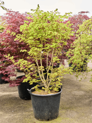 Acer Pal. Summer Gold D 65 H 200 cm - PlantenShop24 - 21-05-2025
