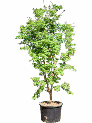 Acer Pal. Sangokaku D 43 H 210 cm - PlantenShop24 - 21-05-2025