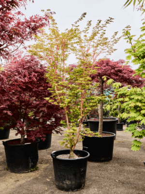 Acer Pal. Sangokaku D 60 H 300 cm - PlantenShop24 - 21-05-2025
