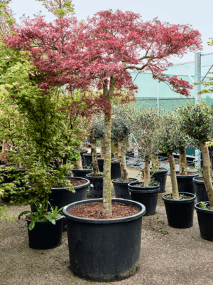Acer Pal. Diss. Stella Rossa D 80 H 250 cm - PlantenShop24 - 21-05-2025