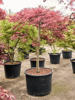 Acer Pal. Diss. Stella Rossa D 77 H 230 cm - PlantenShop24 - 21-05-2025