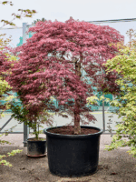 Acer Pal. Diss. Stella Rossa D 102 H 240 cm - PlantenShop24 - 21-05-2025