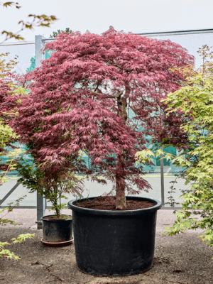 Acer Pal. Diss. Stella Rossa D 102 H 240 cm - PlantenShop24 - 21-05-2025