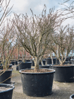 Acer Pal. Shishigashira D 94 H 240 cm - PlantenShop24 - 15-05-2025