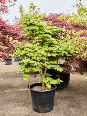 Acer Jap. Vitifolium D 60 H 210 cm - PlantenShop24 - 21-05-2025