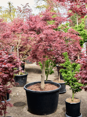 Acer Pal. Diss. Stella Rossa D 80 H 210 cm - PlantenShop24 - 21-05-2025