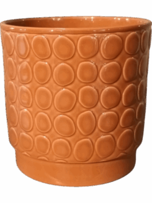 Eno Rel. D 13 H 13 cm - PlantenShop24 - 27-05-2025