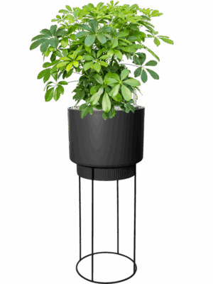 Schefflera Arboricola Compacta In B. For Studio D 27 H 102 cm - PlantenShop24 - 16-05-2025