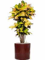 Croton Codiaeum Variegatum Mrs. Iceton In Cylinder D 27 H 139 cm - PlantenShop24 - 27-05-2025